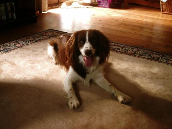 mein hund
