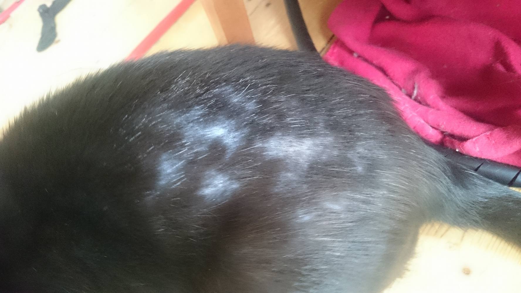 Warum hat mein Kater kahlere Stellen im Fell?